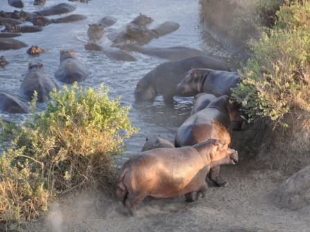 From Balloon - Serengeti